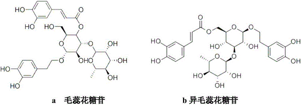 Application of Osmanthus fragrans Phenylethyl Glycoside Extract in Preparation of Whitening Cosmetics