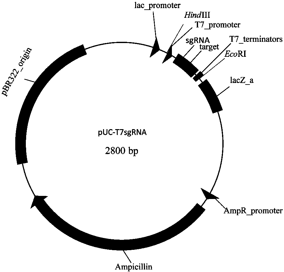 Construction and application of Zymomonas mobilis CRISPR (clustered regularly interspaced short palindromic repeats)-Cas (CRISPR-association proteins)9 system