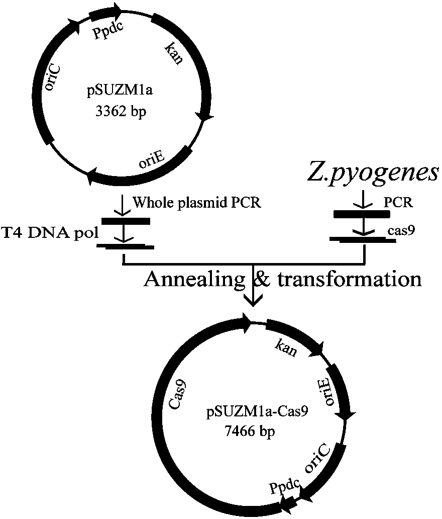 Construction and application of Zymomonas mobilis CRISPR (clustered regularly interspaced short palindromic repeats)-Cas (CRISPR-association proteins)9 system