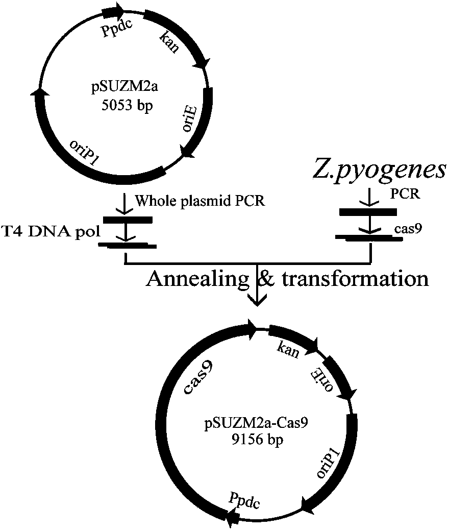 Construction and application of Zymomonas mobilis CRISPR (clustered regularly interspaced short palindromic repeats)-Cas (CRISPR-association proteins)9 system