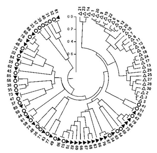 Specific primers for microsatellite markers of EST sequences of Litopenaeus vannamei and application thereof