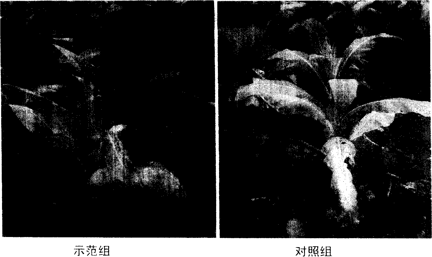 Microorganism soil repairing agent and its preparation method and application