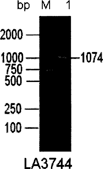 Leptospira vaccine candidate outer membrane protein