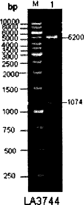 Leptospira vaccine candidate outer membrane protein