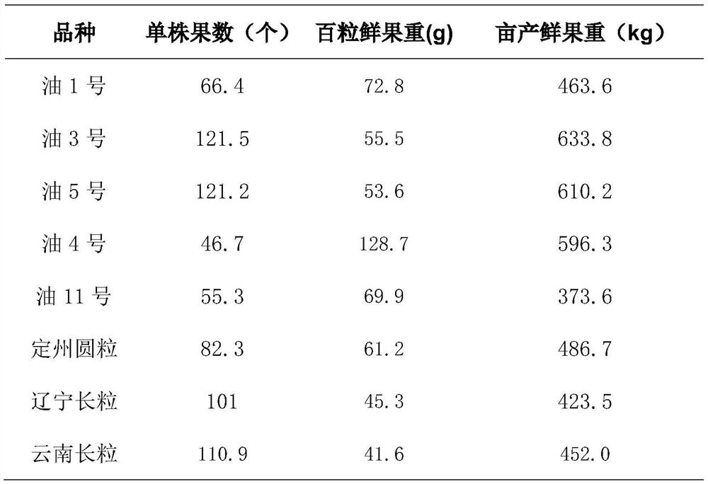 A method for intercropping planting of Cistanche cistanche and oily bean in the salinized area of ​​the Yellow River Delta