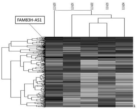 Application of long-chain non-coding RNA FAM83H-AS1 in the preparation of drugs for the treatment of non-small cell lung cancer