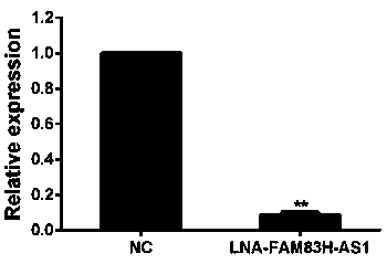 Application of long-chain non-coding RNA FAM83H-AS1 in the preparation of drugs for the treatment of non-small cell lung cancer