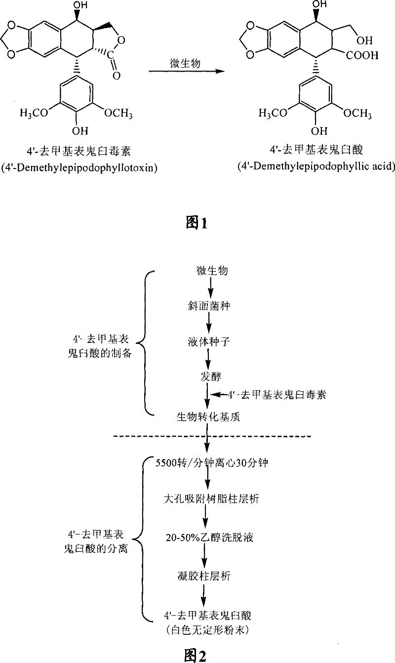 Process for the separation and preparation of 4'-demethyl podophyllic acid