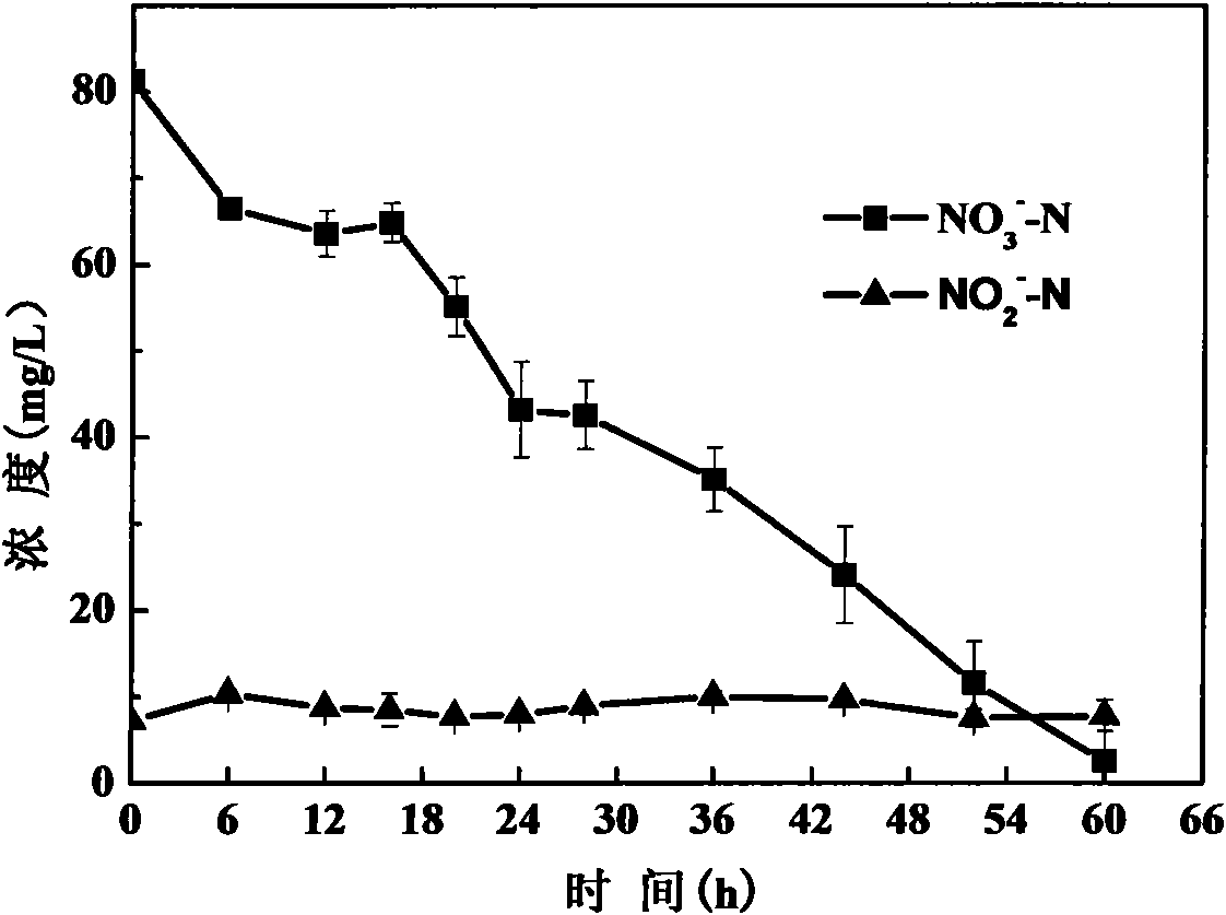 Verdigris pseudomonas aeruginosa strain denitrified under different dissolved oxygen conditions and application thereof