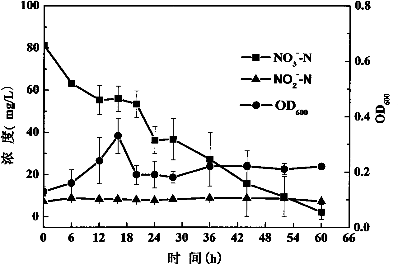 Verdigris pseudomonas aeruginosa strain denitrified under different dissolved oxygen conditions and application thereof