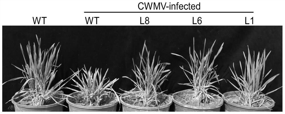 Triticum aestivum delavayi synthase THI1 gene and application thereof in plant resistance to Chinese wheat mosaic virus