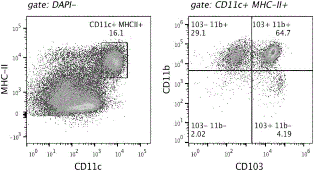 Separation method of mouse intestinal lamina propria primary dendritic cells