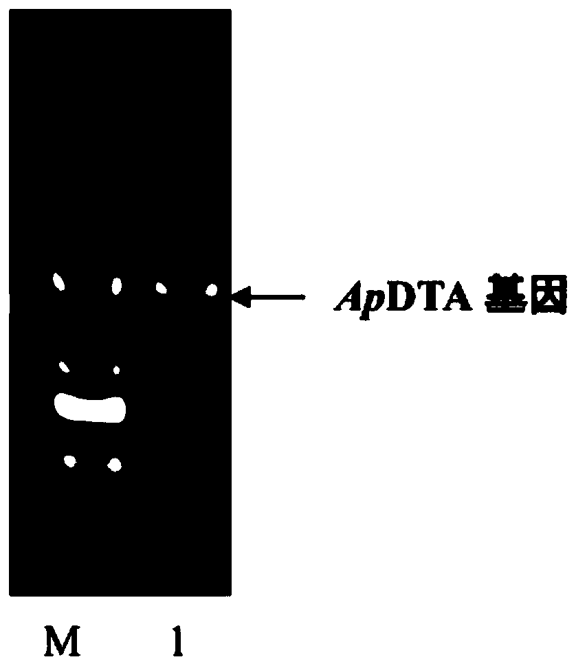 Recombinant bacterium expressing D-threonine aldolase and construction method and application of recombinant bacterium