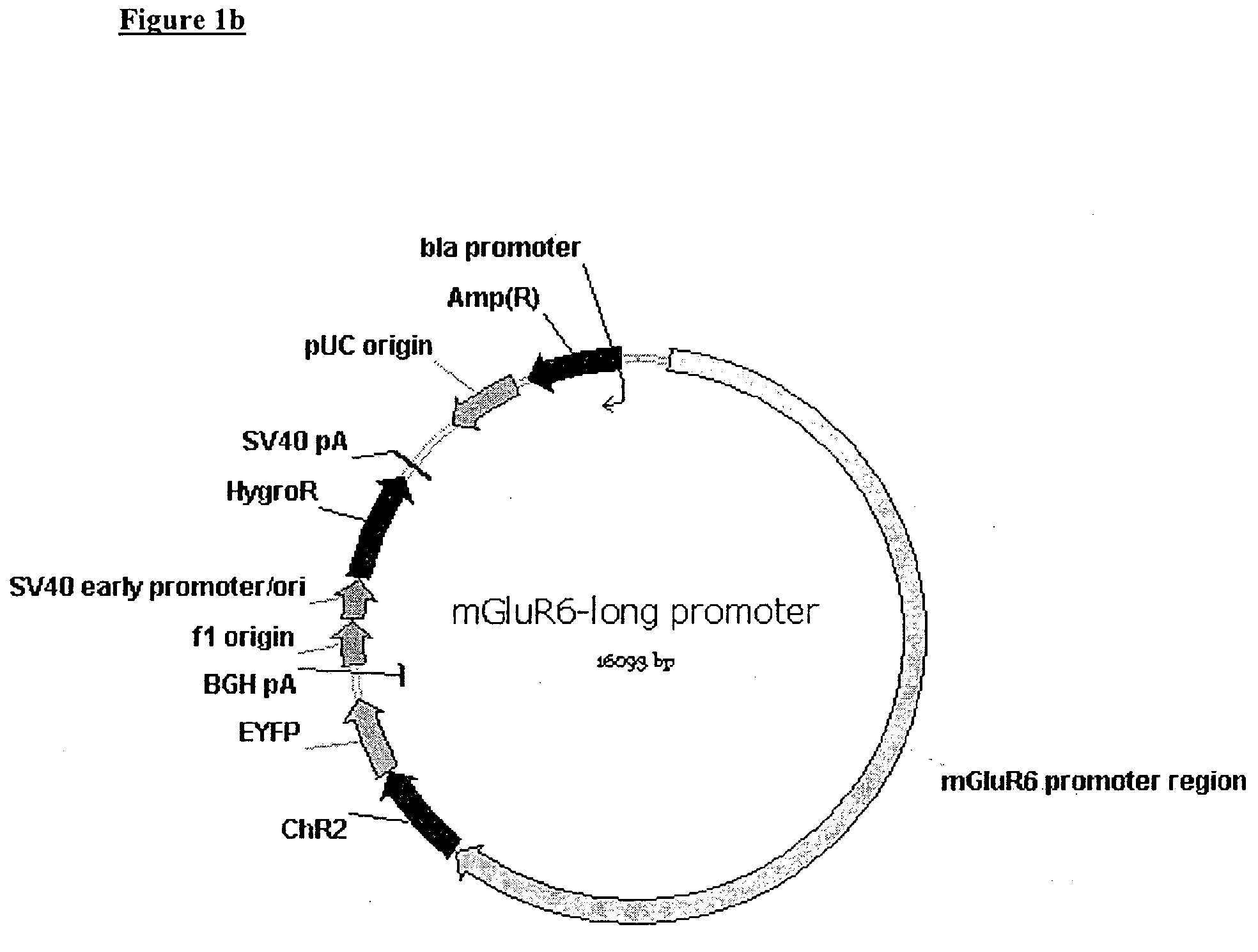 Use of Light Sensitive Genes