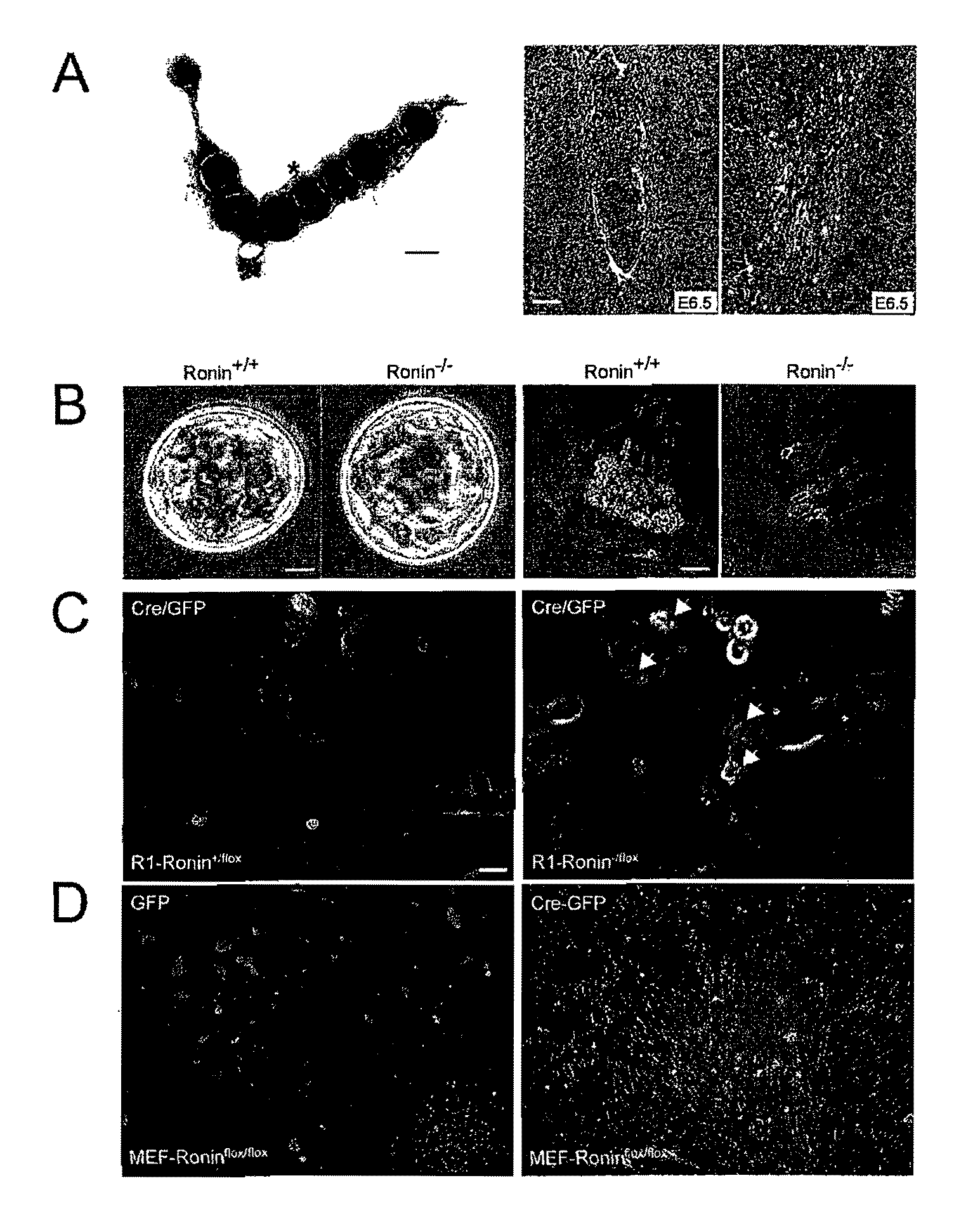 Ronin is Essential for Perpetuity of Mouse ES Cells, and Acts Independently of Canonical Pathways