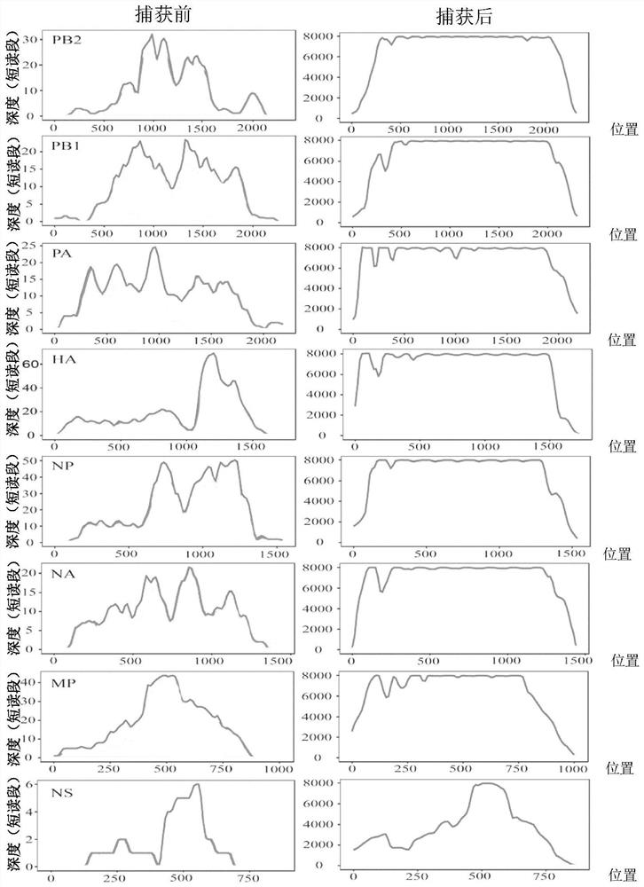 Human respiratory virus targeted enrichment capture probe set and application thereof