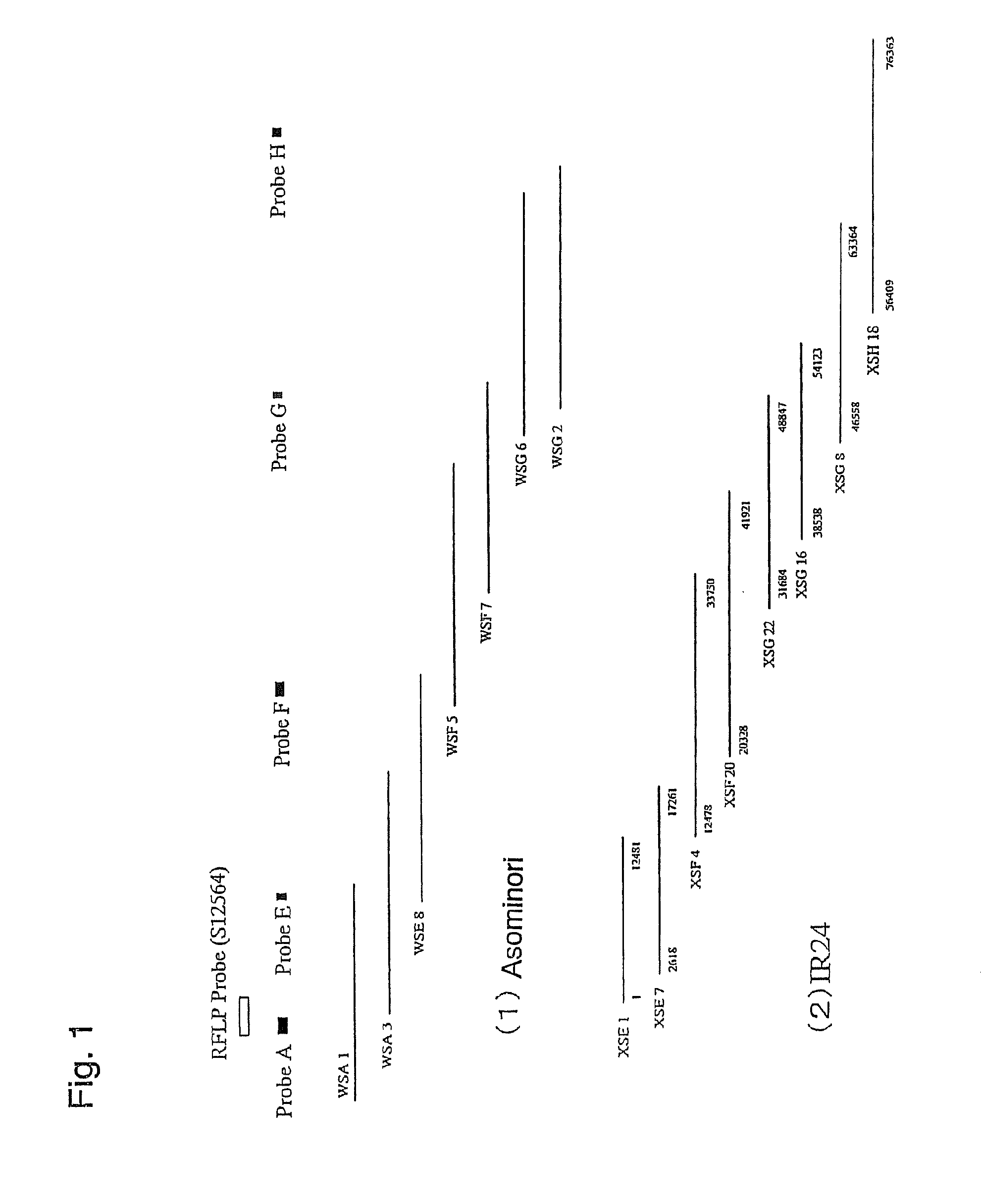 Method for improving fertility of hybrid plants comprising placing fertility restorer genes into multiple gene loci