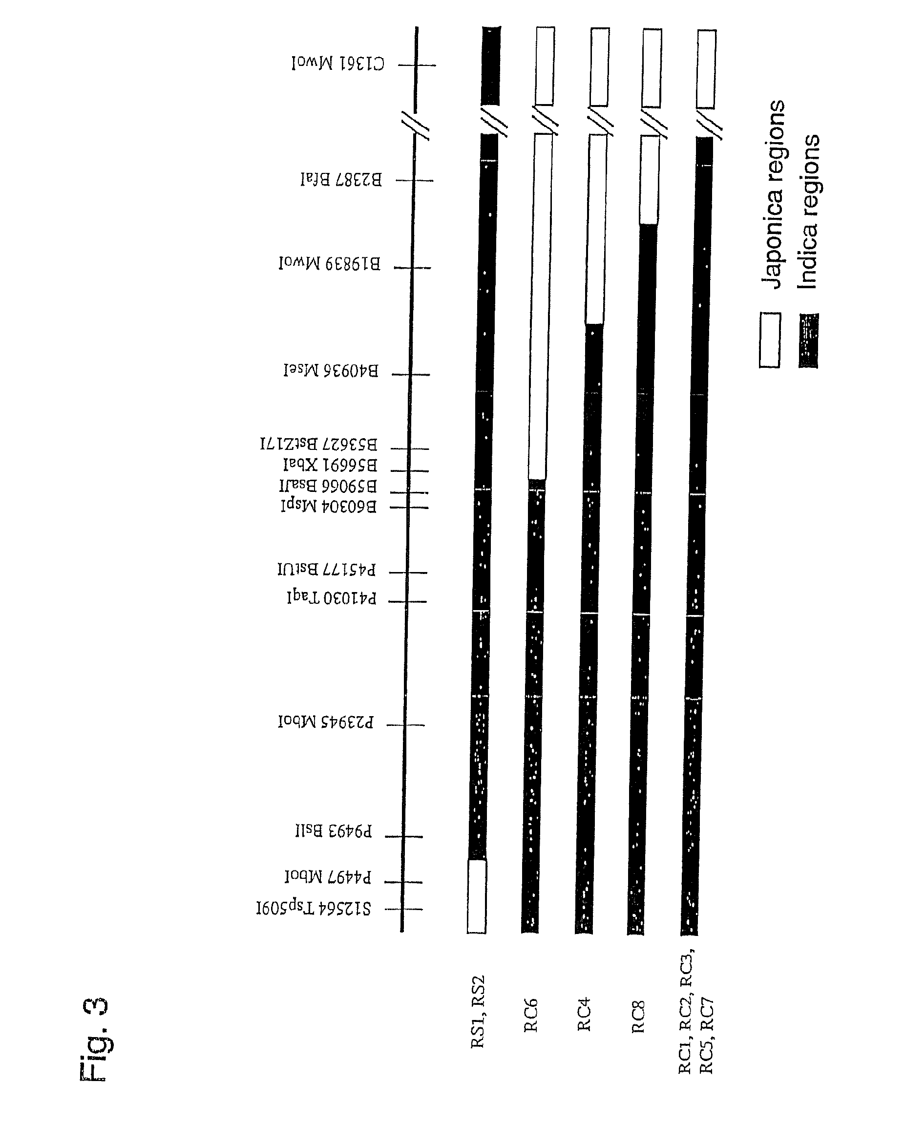 Method for improving fertility of hybrid plants comprising placing fertility restorer genes into multiple gene loci