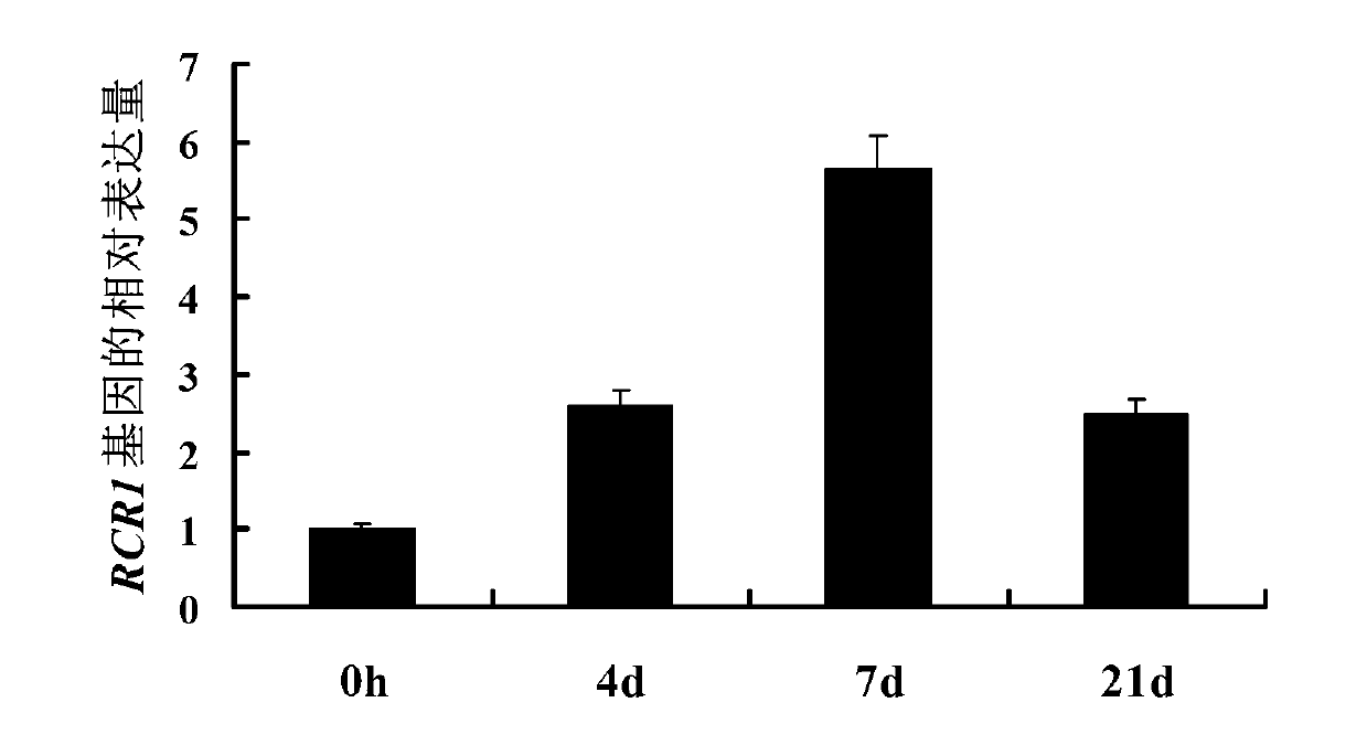 Disease resistance-related protein RCR1 derived from wheat, related biomaterials thereof, and application for same