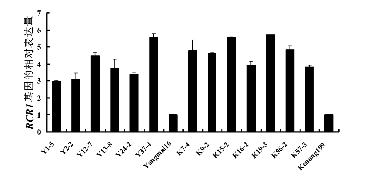 Disease resistance-related protein RCR1 derived from wheat, related biomaterials thereof, and application for same