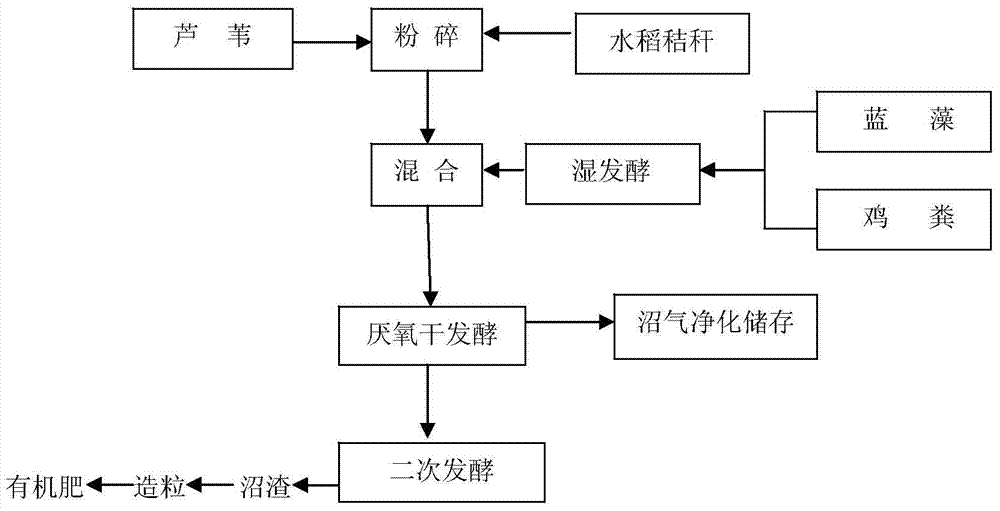 Technology for preparing organic fertilizer from blue algae, reed, and paddy rice straw