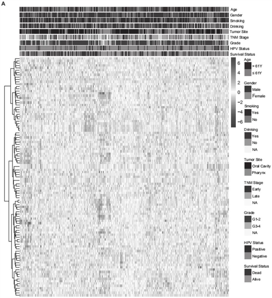 Application of immunogenic cell death-related gene in survival prognosis and radiotherapy responsiveness of head and neck squamous carcinoma