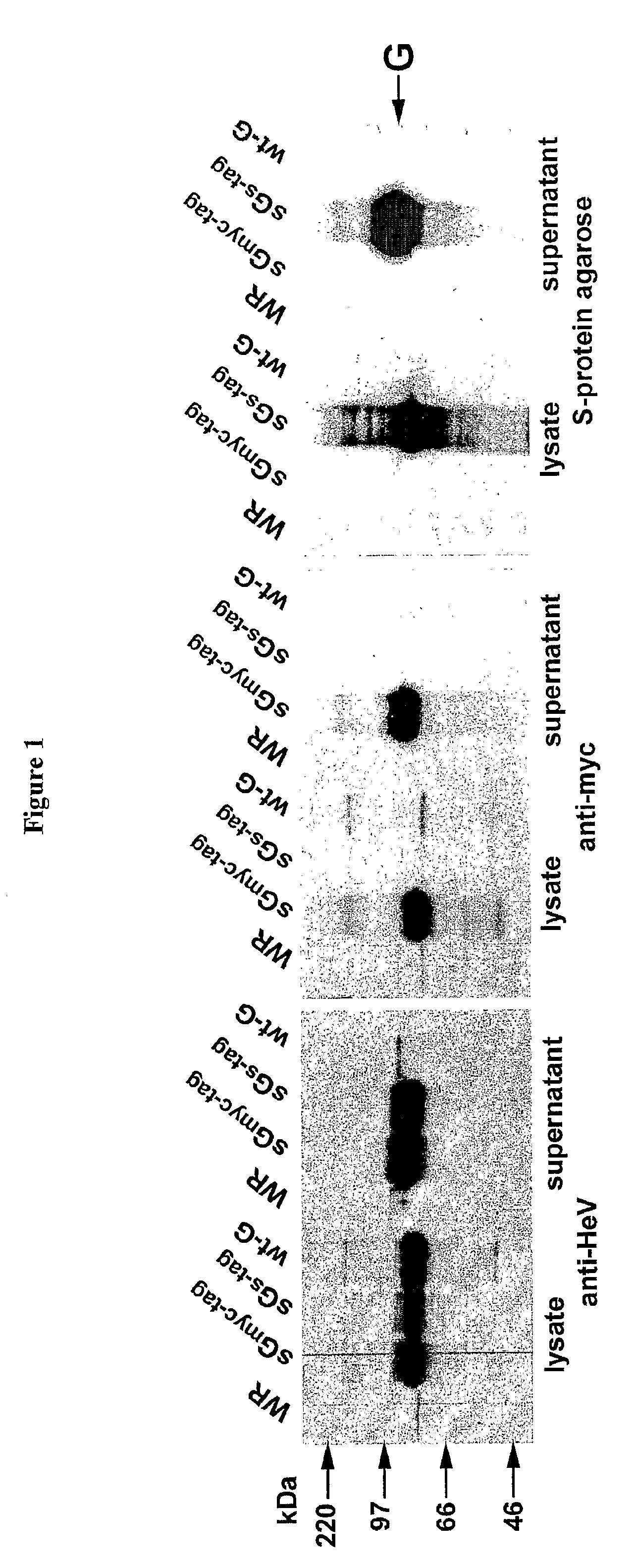 Soluble Forms of Hendra and Nipah Virus G Glycoprotein