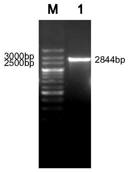 Group I serotype 4 avian adenovirus genetically engineered subunit vaccine, preparation method and application thereof