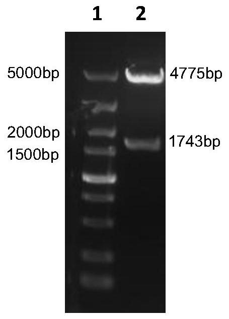 Group I serotype 4 avian adenovirus genetically engineered subunit vaccine, preparation method and application thereof