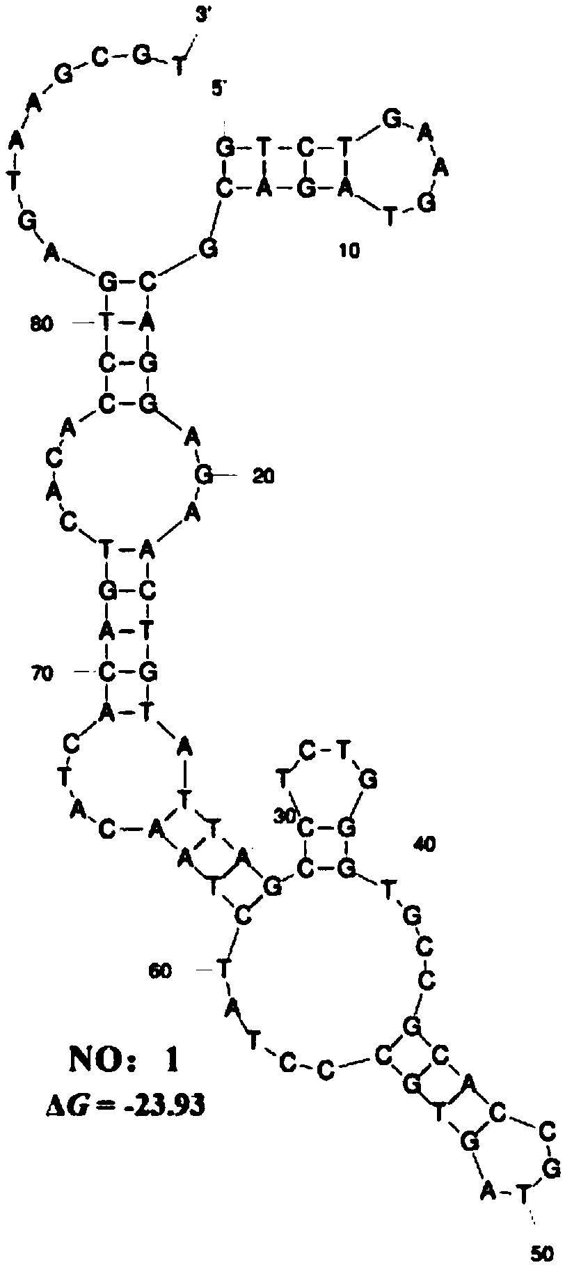 Nucleic acid aptamer specifically targeting Trachinotus ovatus nerve necrosis virus and application thereof