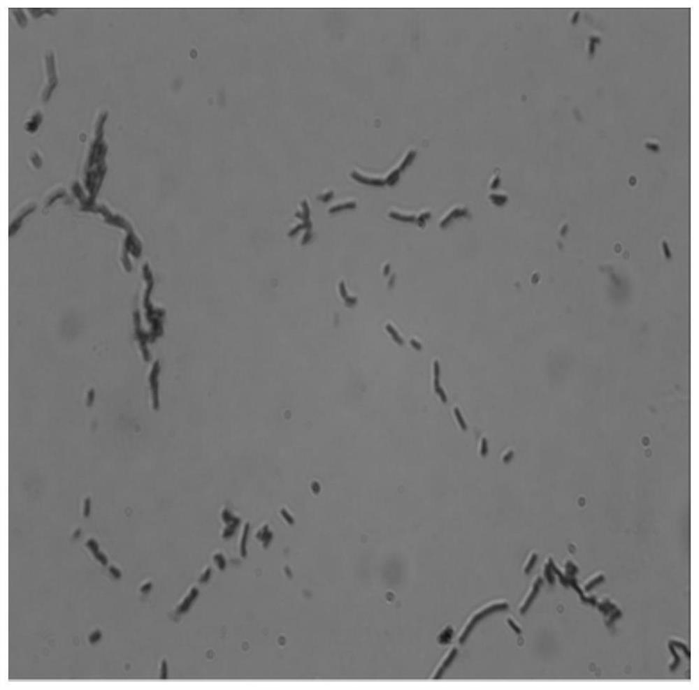 A kind of bacillus licheniformis with high tetramethylpyrazine production and its isolation and cultivation method and application