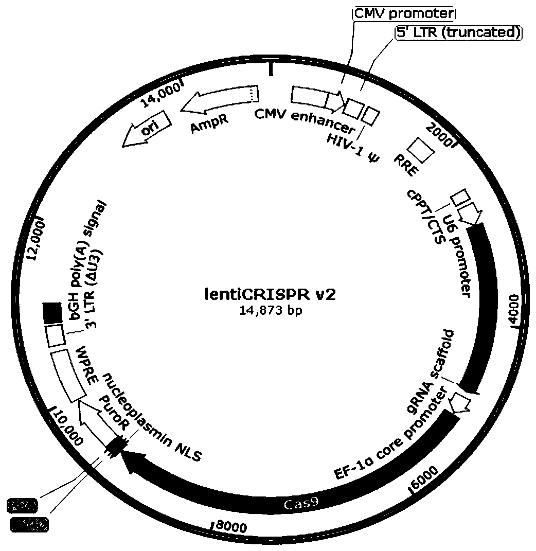 Method for knocking out PD-L1 gene in keratinocytes by CRISPR/Cas9 gene editing method