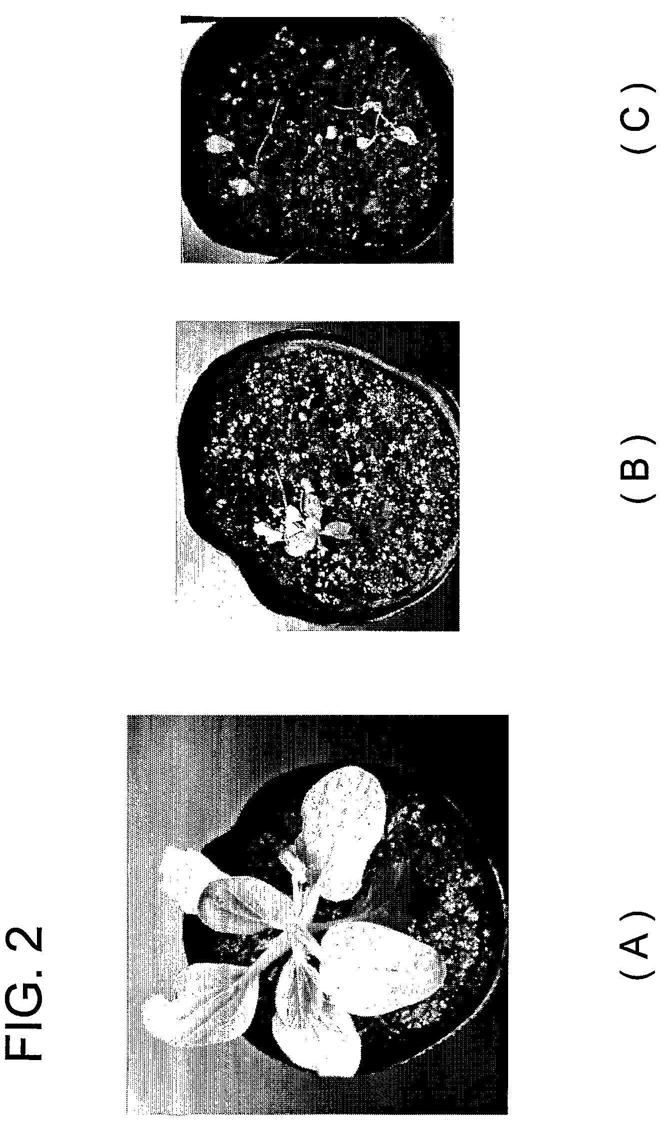 Particulate water retaining material for cultivating plant having water absorbent resin as main component