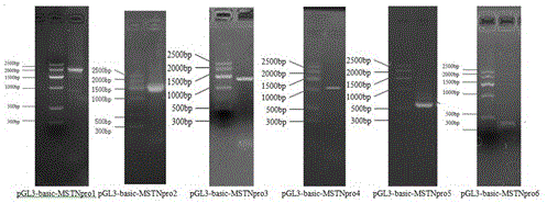 Method for detecting promoter activity using dual luciferase reporter gene