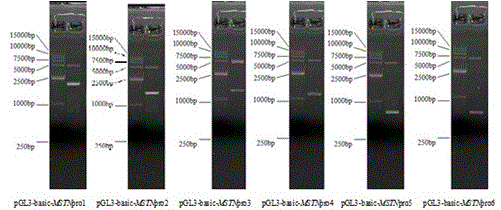 Method for detecting promoter activity using dual luciferase reporter gene