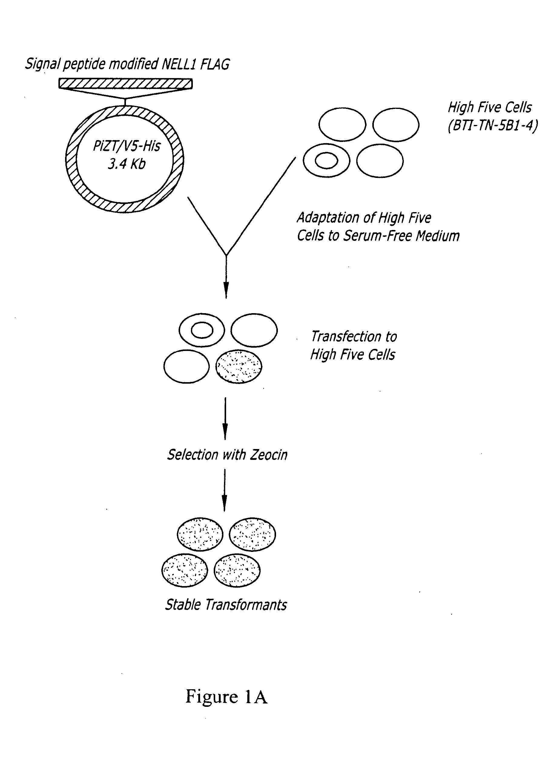 Expression System of NELL Peptide