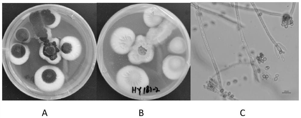 Penicillium oxalicum HY181-2, preparation method and application thereof