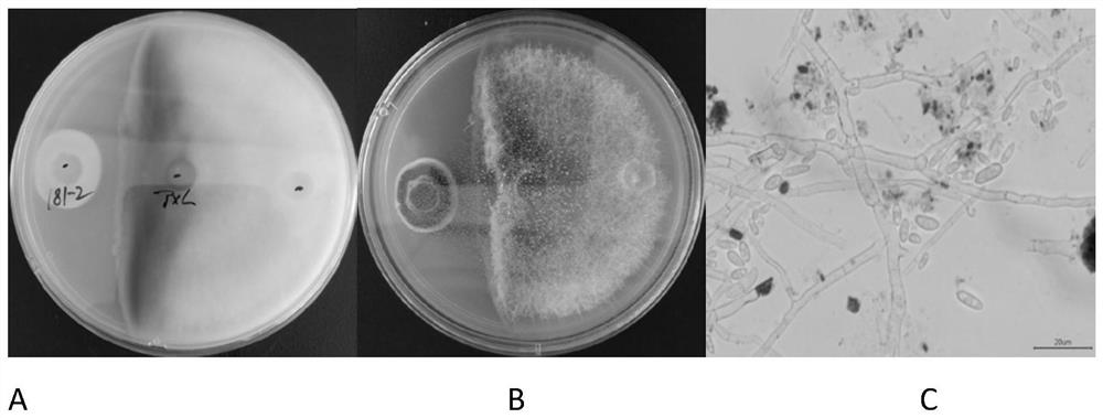 Penicillium oxalicum HY181-2, preparation method and application thereof