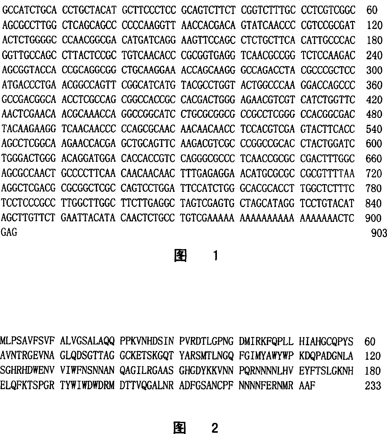 Cotton verticillium wilt germ secreted exciton gene and its application