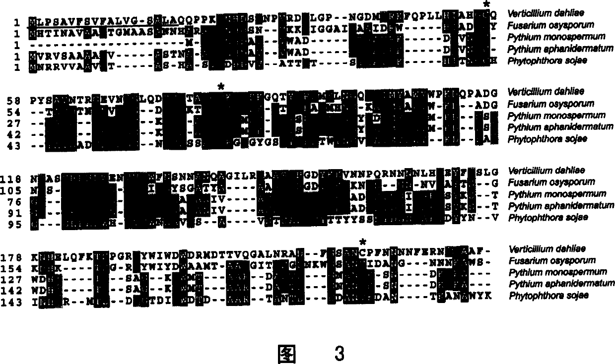 Cotton verticillium wilt germ secreted exciton gene and its application