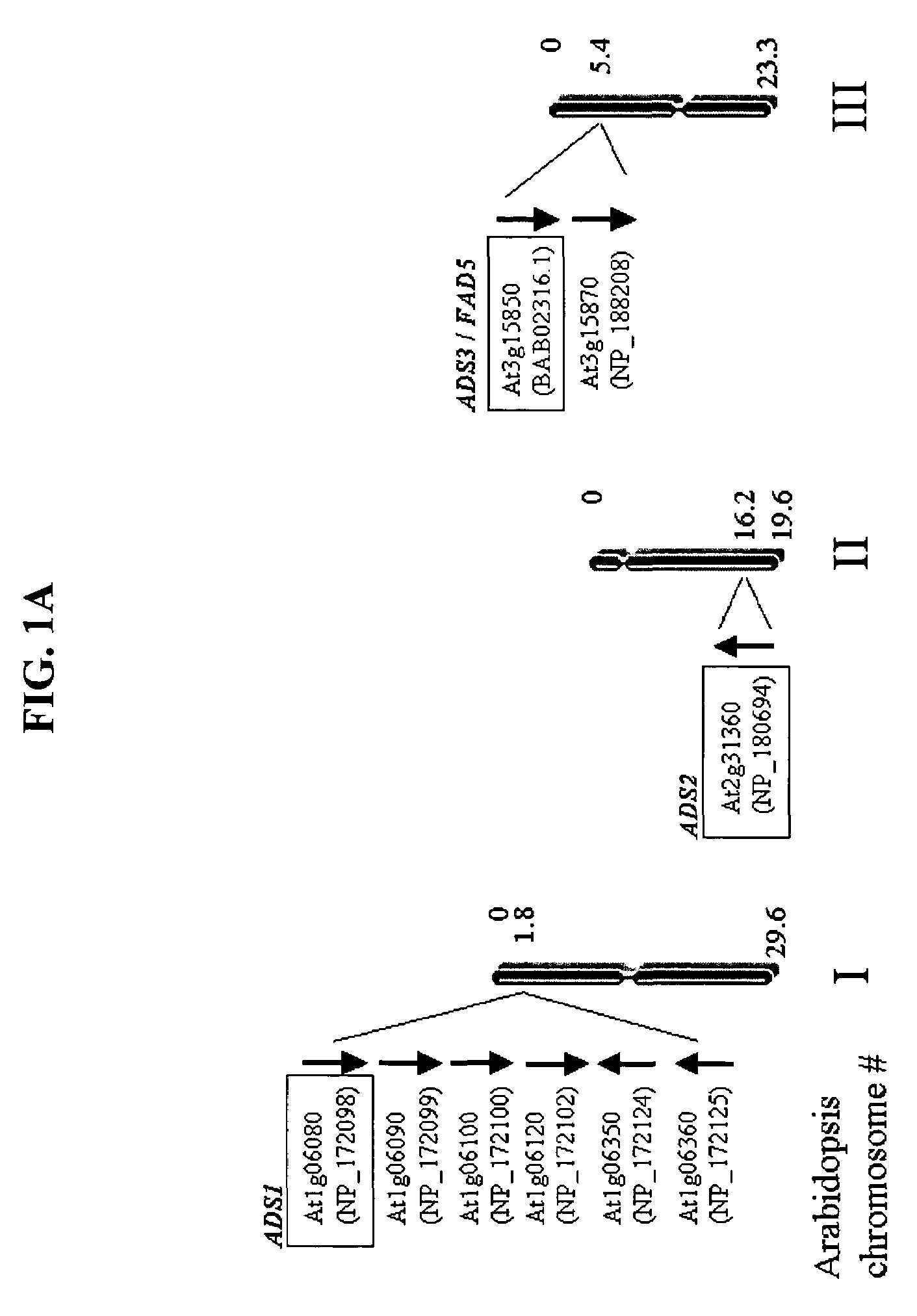 ADS genes for reducing saturated fatty acid levels in seed oils