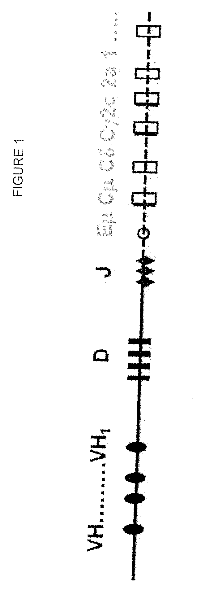 Compositions and Methods for Producing Transgenic Mammals Having Recombinant Immunoglobulin Loci