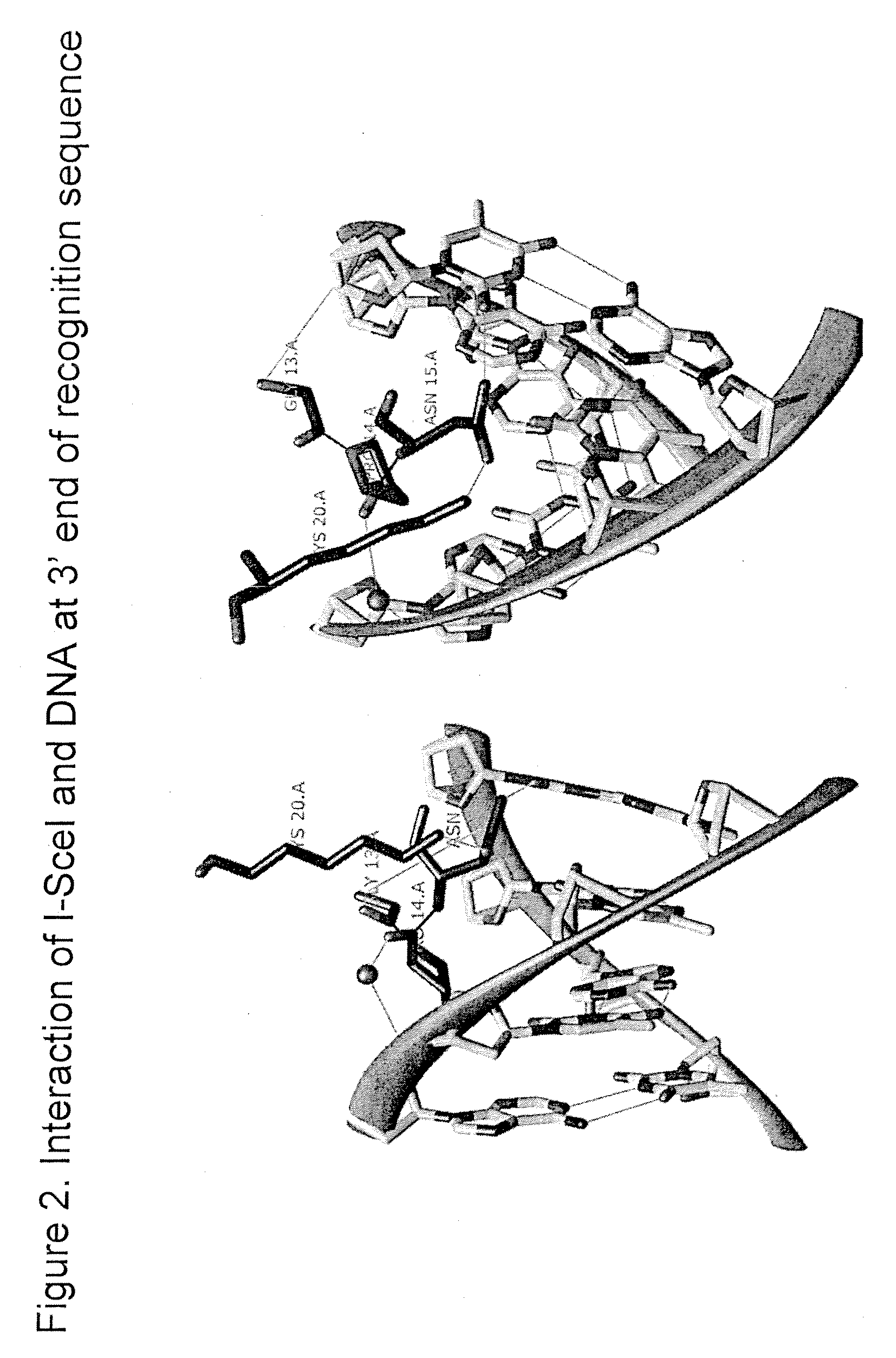 Compositions and Methods for Producing Transgenic Mammals Having Recombinant Immunoglobulin Loci