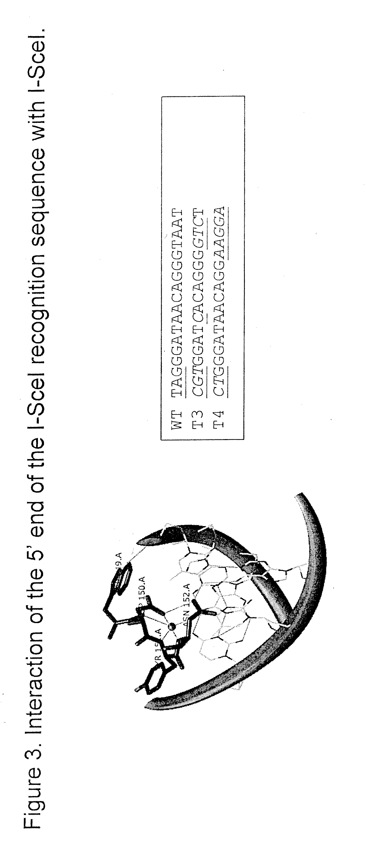 Compositions and Methods for Producing Transgenic Mammals Having Recombinant Immunoglobulin Loci