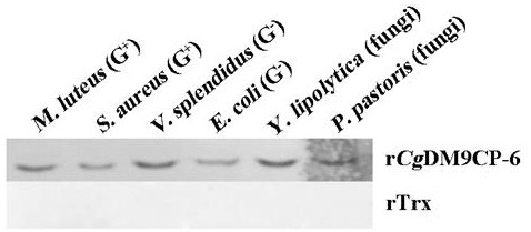 Crassostrea gigas DM9 structural domain-containing recombinant protein rCgDM9CP-6, and preparation method and application thereof