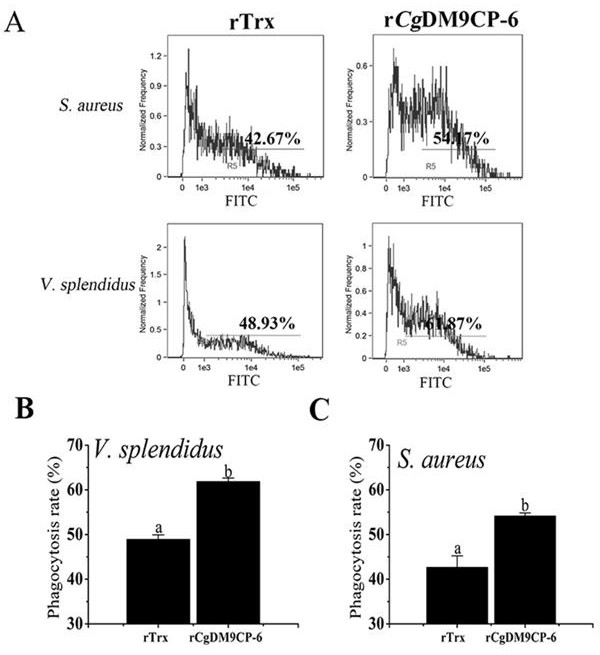 Crassostrea gigas DM9 structural domain-containing recombinant protein rCgDM9CP-6, and preparation method and application thereof