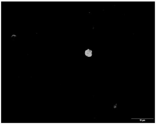 Alliin antigen and rabbit alliin antibody acquired through immune response of alliin antigen