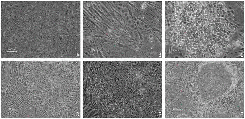 Method for differentiating induced pluripotent stem cell into hepatocyte through directed induction, and hepatocyte thereof