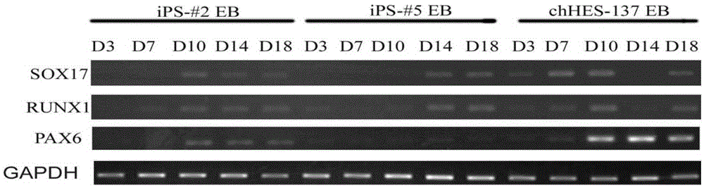 Method for differentiating induced pluripotent stem cell into hepatocyte through directed induction, and hepatocyte thereof