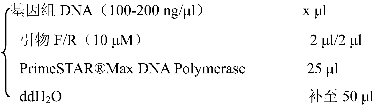 Engineering strain for producing high-molecular-weight hyaluronic acid, construction method thereof and application of engineering strain in producing high-molecular-weight hyaluronic acid